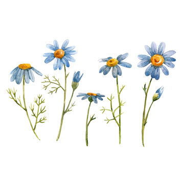 Blue chamomile daisy vector flower