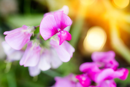 magnifique fleur de pois de santeur en gros plan
