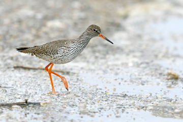 Rotschenkel (Tringa totanus) - redshank