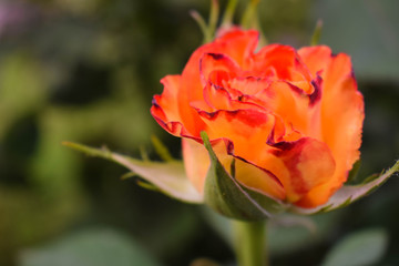 Close-up of roses flower blosoming in the garden. Beautiful, delicate rose in the garden.