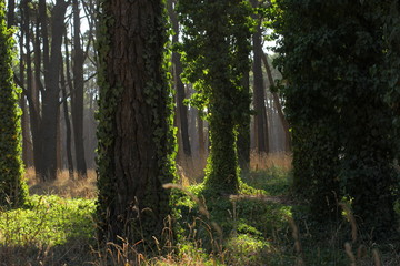 Fototapeta na wymiar Arboles con enrredaderas en el bosque