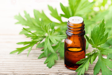 Mugwort essential oil with fresh leaves on the wooden board