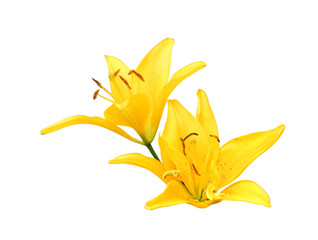 Yellow lilly on white background. Spring day for postcard, beauty decoration and agriculture...