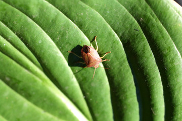 Bug. Beetle. Sunn pest. Insect. Eurygaster integriceps. Pest of cereal crops.