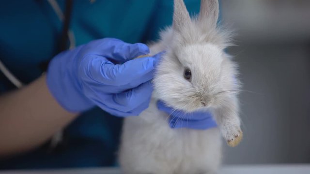 Vet examining bunny foot for injury, searching ulcers, pododermatitis symptoms