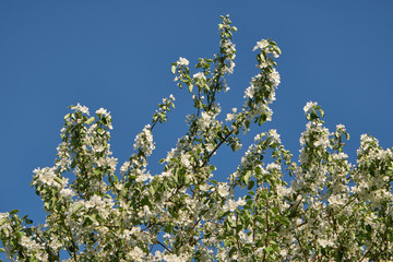 Blossoming apple tree with blue sky as background