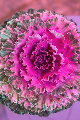 Purple cabbage plant used as decoration. Overhead view.