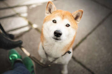 Shiba Inu in the city at the coffehoouse with his owner. Dog in the city. Shiba Inu wants to drink the coffee.