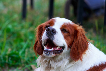 Dog breed Breton Spaniel