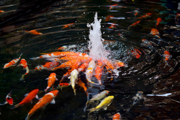 Raising Colorful Carp in the pond