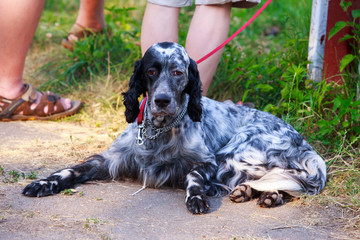 Dog breed English Setter