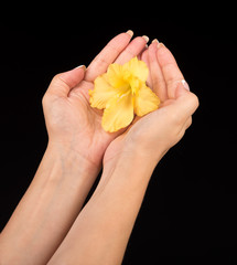 Yellow glasiolus flower