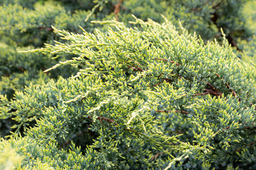Close-up of Juniperus horizontalis 