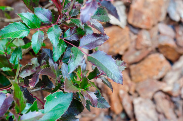 Colorful Magonia bush branches. Photo