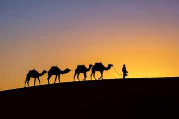 Silhouette of a camel caravan at sunrise in desert Sahara, Morocco - obrazy, fototapety, plakaty