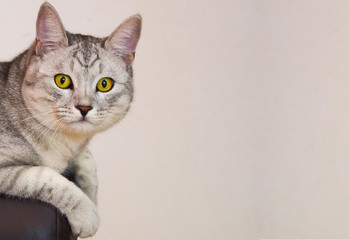 yellow-eyed cat sitting on the couch © Irina