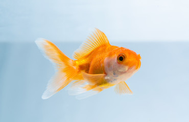 Gold fish or goldfish floating swimming underwater in fresh aquarium tank.