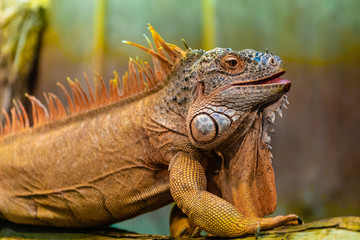 Leguan