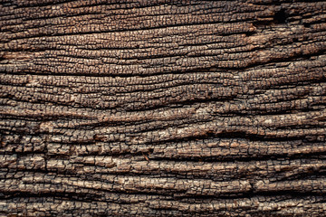 Tree bark texture background. natural.