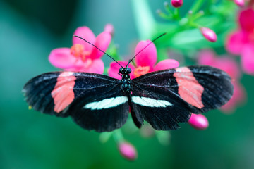 Schmetterling © Peter