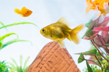 Gold fish or goldfish floating swimming underwater in fresh aquarium tank with green plant.
