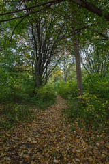 Leaf forest on the way to autumn
