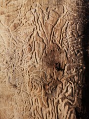 Bois rongé par insectes xylophages