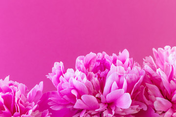Large pink peony on a pink background. Stylistic summer background image. Minimalism, space for text, bright colors. For women. Valentine's Day, declaration of love.