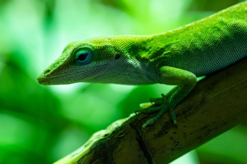 Gecko