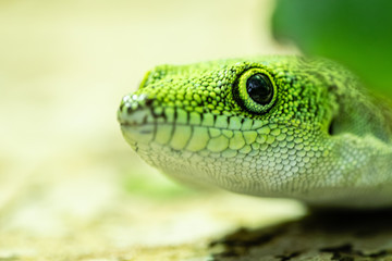 Gecko