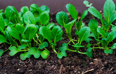 Young shoots of lettuce in garden. 