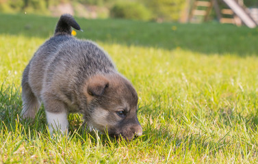 puppy husky sniffing grass green