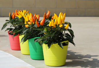 Orange and yellow chili pepper plants in multicolor flower pots, 