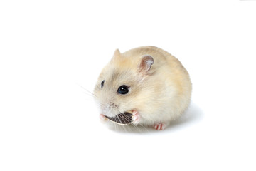 Little fluffy hamster eating a seed, isolated on white background.