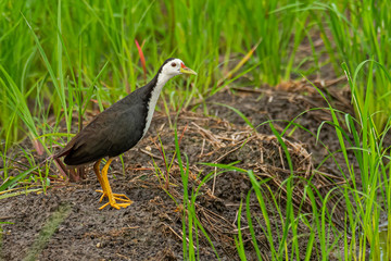 White-breasted Waterhen standing in paddy field looking into a distance
