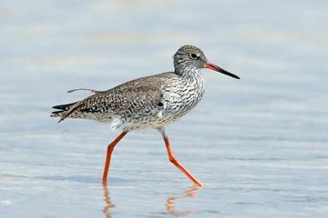 Rotschenkel (Tringa totanus) - redshank