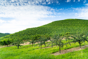 Fototapeta na wymiar Fruit trees in front, a vineyard on a hill in the middle, the blue cloudy sky in the back