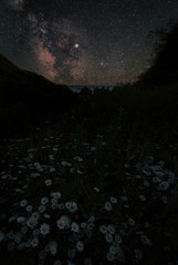 Daisies and the Milky Way in Trinidad, California