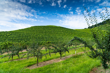 Naklejka premium Fruit trees in front, a vineyard on a hill in the middle, the blue cloudy sky in the back