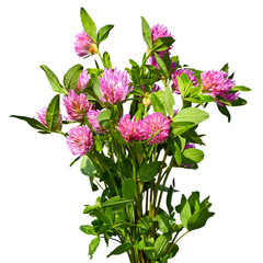 Fototapeta na wymiar Bouquet of red clover isolated on white