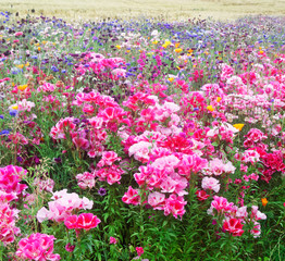 Fototapeta premium Flower meadow.