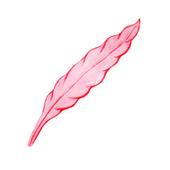 Pink leaf isolated on white