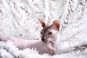 Funny Sphynx cat on soft plaid at home