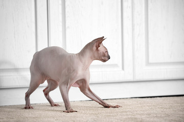 Funny playful Sphynx cat at home