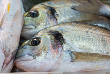 fresh fish in the bazaar of Croatia