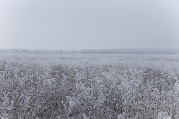 Frost on a grass. Russian provincial natural landscape in gloomy weather
