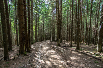 Forest trail in the coniferous forest in summer