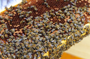 Bienenstöcke eines Imkers bei der Pflege der Bienen mit Waben und Honigbienen