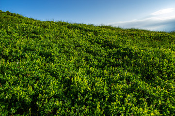 Fototapeta na wymiar Green bushes of bilberry in the morning against the blue sky