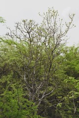 Fototapeta premium The Tree
